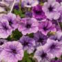 Petunia – Splash Dance Calypso Moonwalk – 10″ Hanging Basket